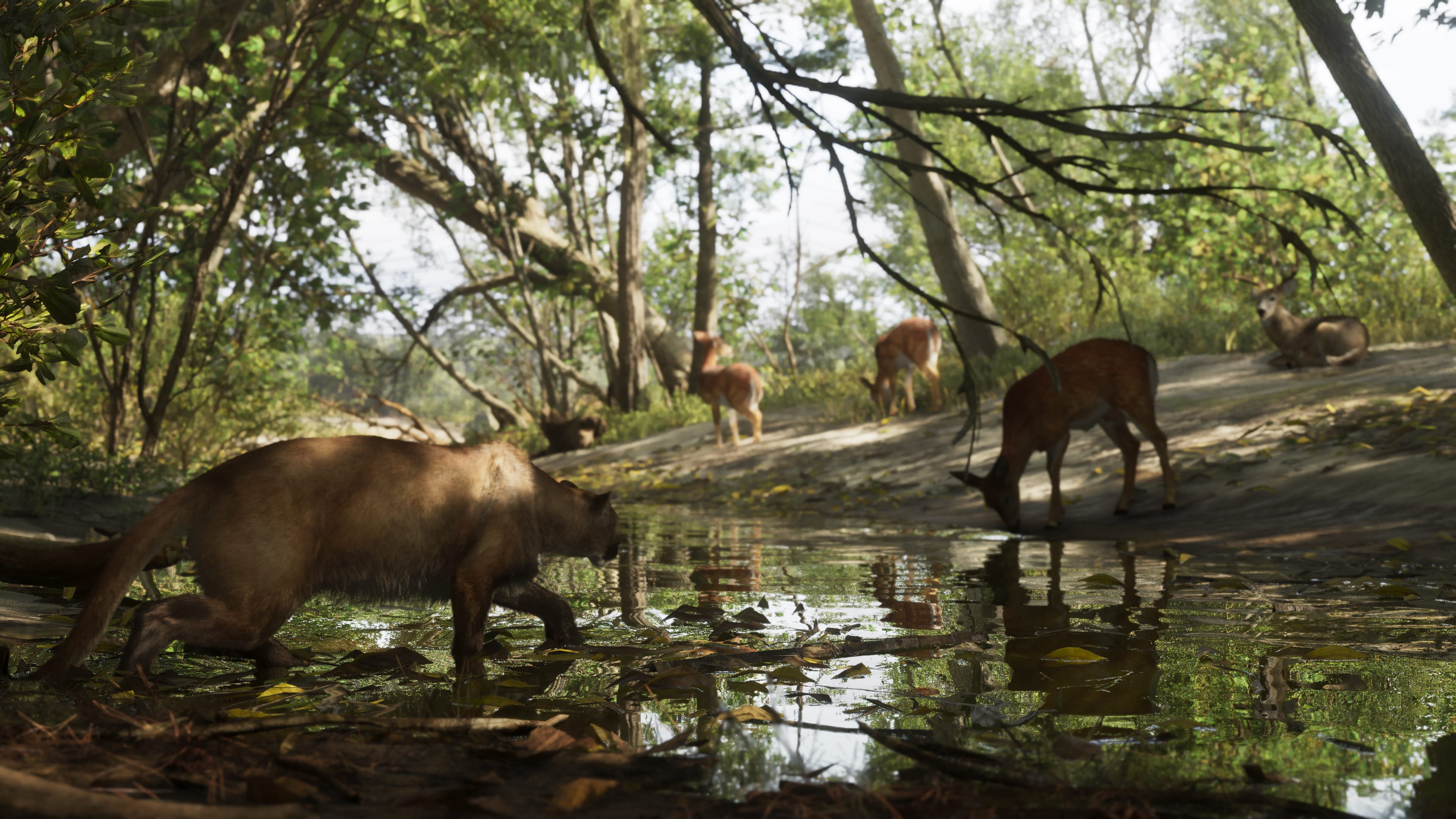 Hirsche am Wasser im Mount-Kalaga-Nationalpark